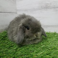 ホーランドロップ オレンジ  2023年6月26日生  女の子