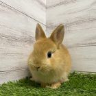 オレンジ　2022年5月11日生　男の子