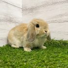 ホーランドロップ オレンジ 2022年6月10日生 女の子